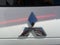 2019 Mitsubishi Eclipse Cross LE